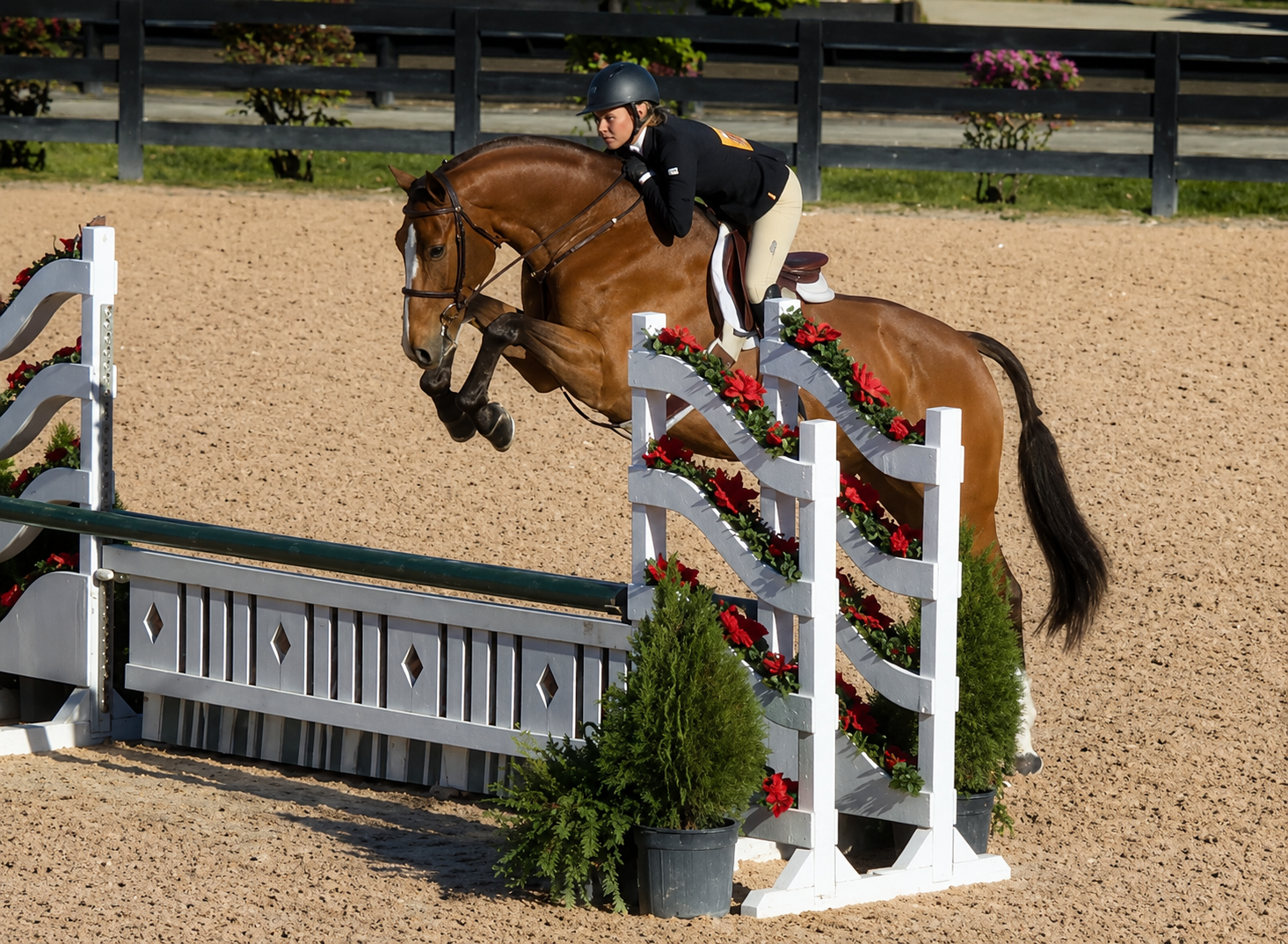Cusino — hunter sold by Eyckenhoeve