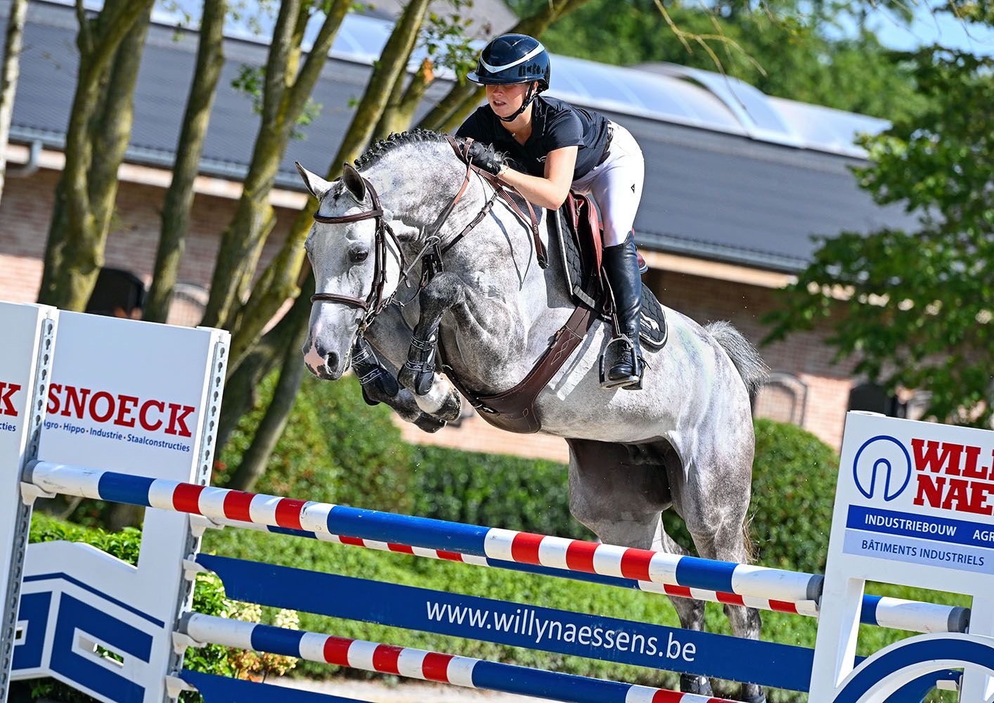 Mistrigise — showjumper sold by Eyckenhoeve