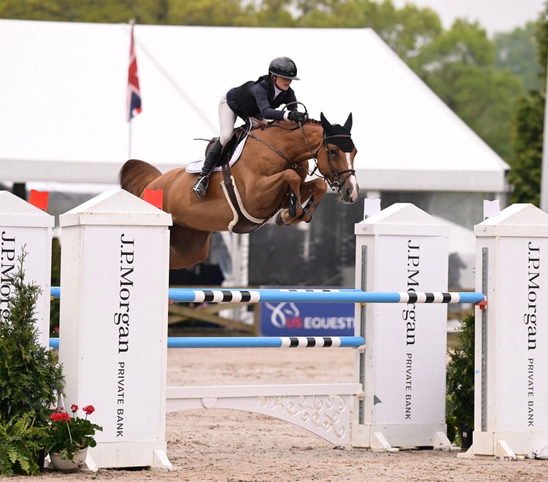 Sport horse trial under saddle during European sourcing trip